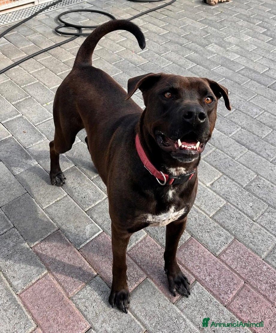 Meticcio cani NIGEL CERCA AMORE - Annuncio 24