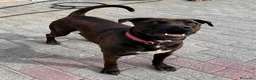 Meticcio cani in regalo: NIGEL CERCA AMORE - Annuncio 1
