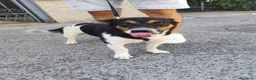 Meticcio cani in regalo: BOBBY mix jack Russell 3 anni - Annuncio 14