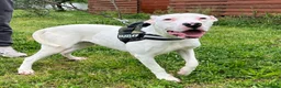 Dogo Argentino cani in regalo: ALBINO DOGO ARGENTINO - Annuncio 10