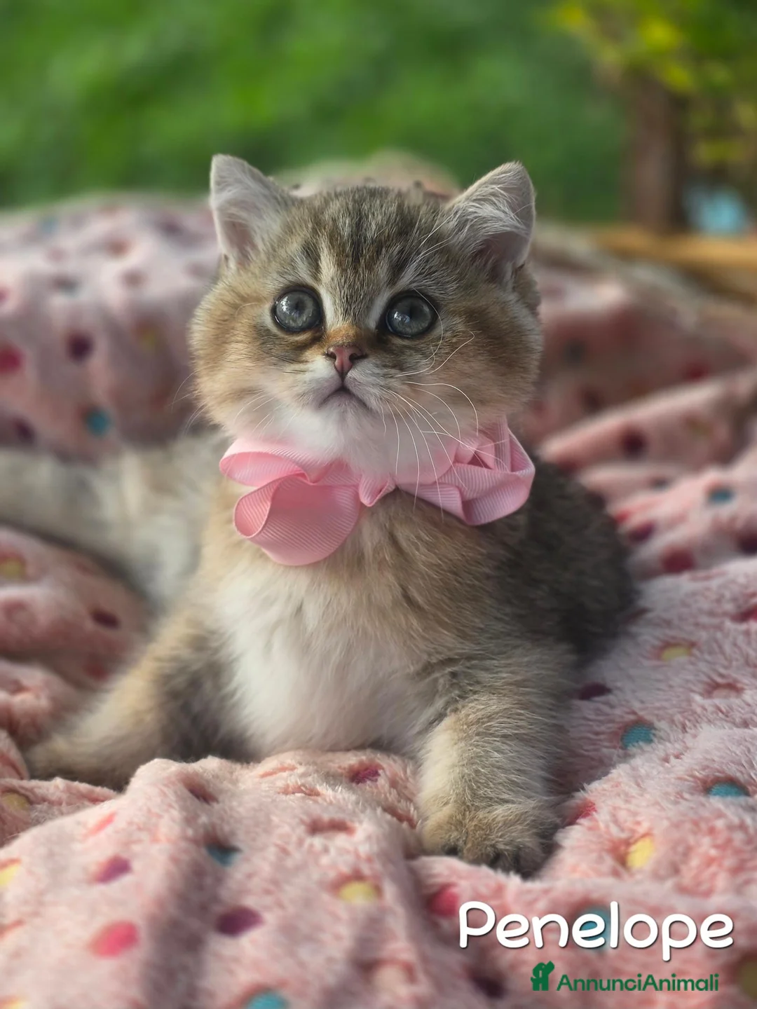 British gatti in vendita: Cuccioli British Golden e Silver - Annuncio 1