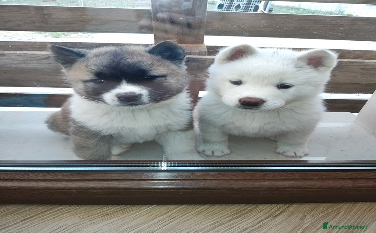 Akita Americano cani a Provincia di Brindisi - Annuncio 2