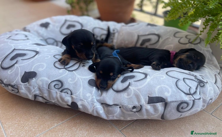 Bassotto cani a Libero consorzio comunale di Siracusa - Annuncio 7