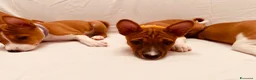 Basenji cani in vendita: Basenji disponibili con pedigree ENCI - Annuncio 5