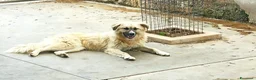 Meticcio cani in regalo: Burka adorabile pastorina - Annuncio 3