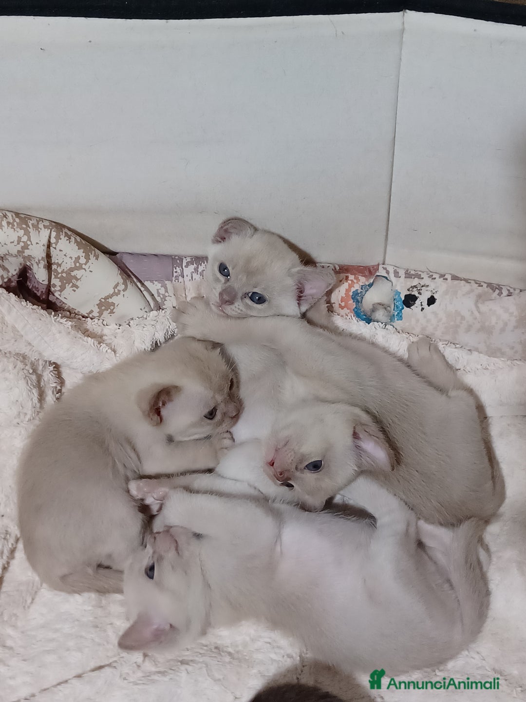 Burmese gatti in vendita: Gattini Burmesi Chocolate Brown  - Annuncio 7