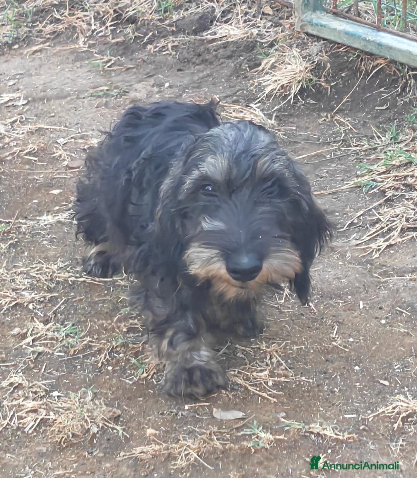 Bassotto Nano cani Femmine di bassotto nano - Annuncio 2