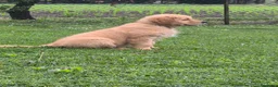 Golden Retriever cani in vendita: Golden retriever 90%linea americana pedigree ENCI  - Annuncio 24