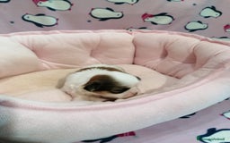 Shih Tzu cani in vendita: Shih Tzu cuccioli a Province of Rovigo - Immagine 6