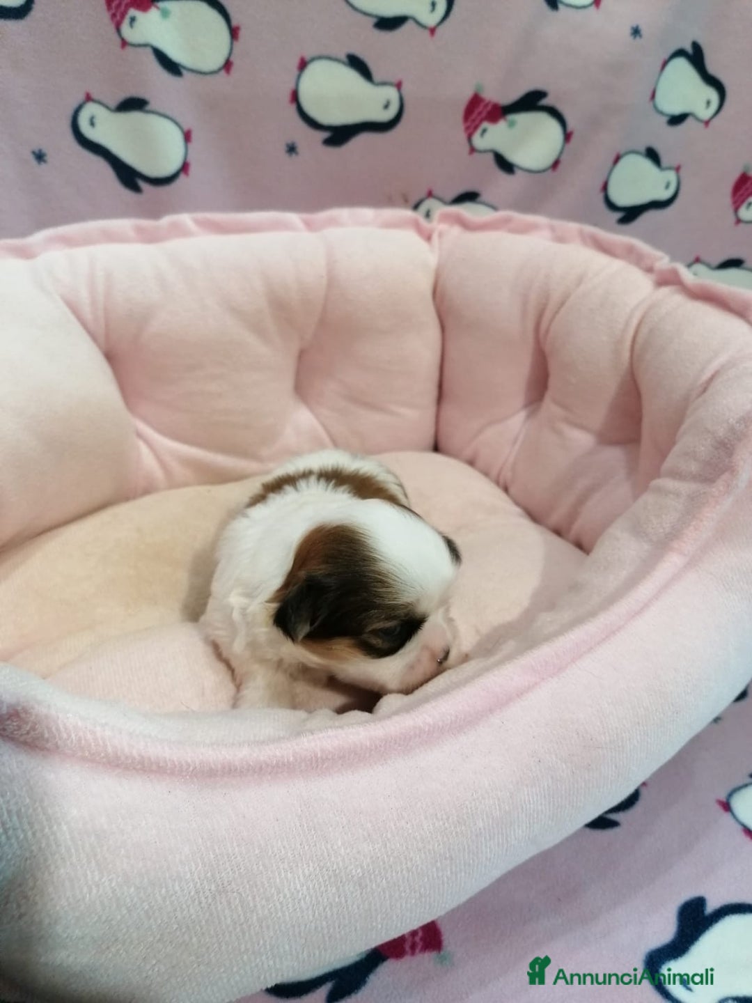 Shih Tzu cani in vendita: Shih Tzu cuccioli a Province of Rovigo - Immagine 6
