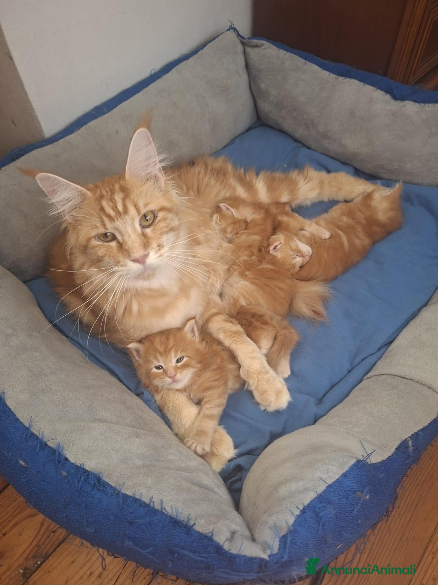 Maine Coon gatti Cucciole Maine Coon - Annuncio 22
