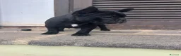 Bulldog Francese cani in vendita: bulldog francese nero cani animali  - Annuncio 10