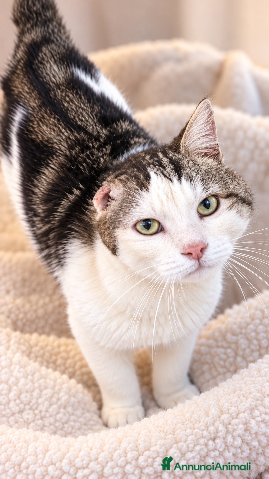 Meticcio gatti Un’adozione del cuore per un gatto speciale - Annuncio 1