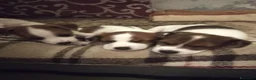 Jack Russell cani in vendita: Jack Russel  a Provincia di Catanzaro - Annuncio 5