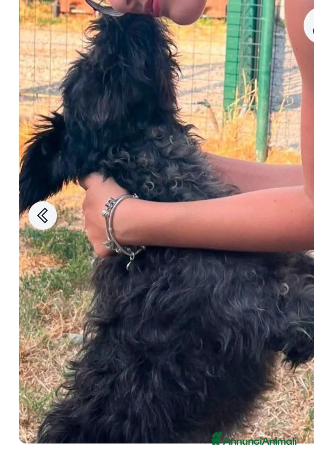 Meticcio cani in regalo: Mix lagotto nero 1anno kg12 MILANO SOS CASA - Annuncio 2