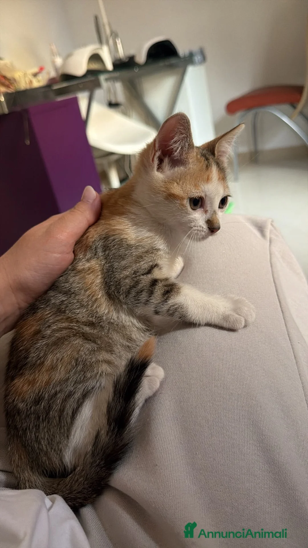 Europeo gatti in regalo: Amira minuscola micina tricolore - Annuncio 1