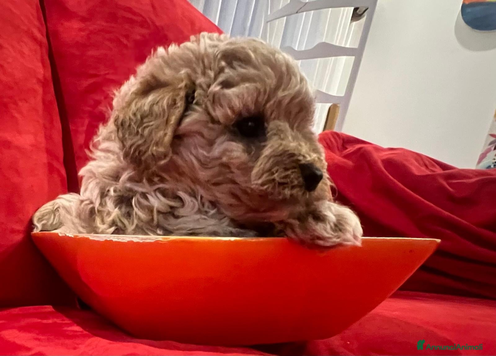 Barboncino cani Barboncini - Annuncio 3