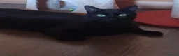 Europeo gatti in regalo: GATTA GIOVANE ORFANA - Annuncio 1