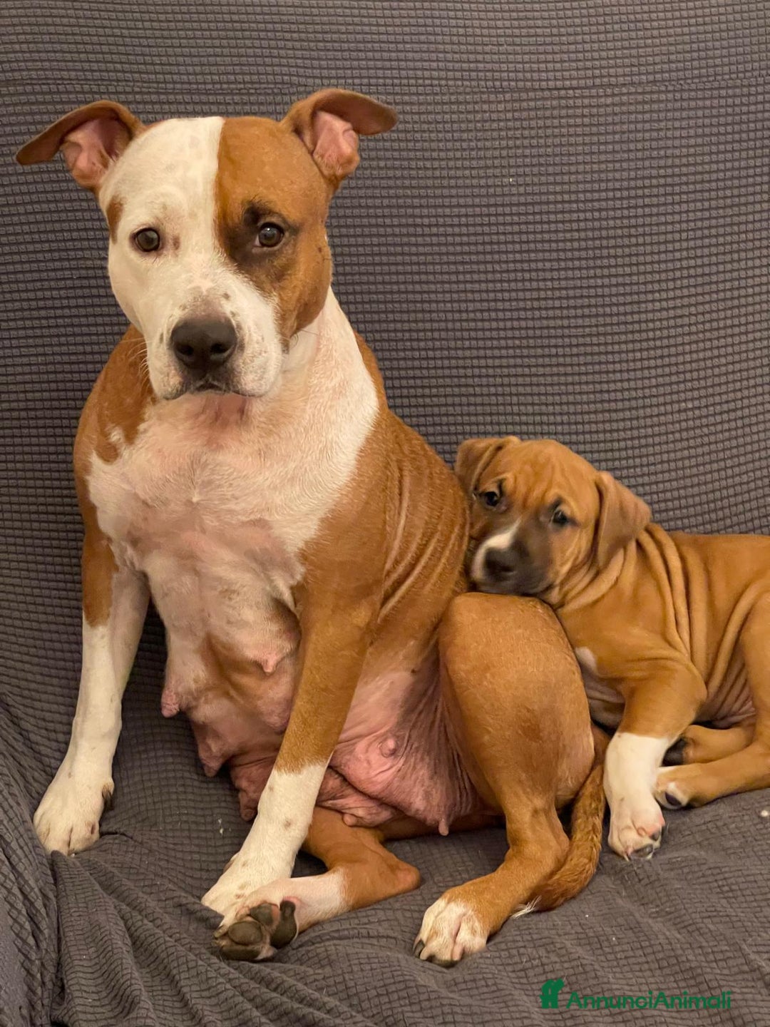 American Staffordshire cani in vendita: artù  - Annuncio 2