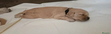 Golden Retriever 2