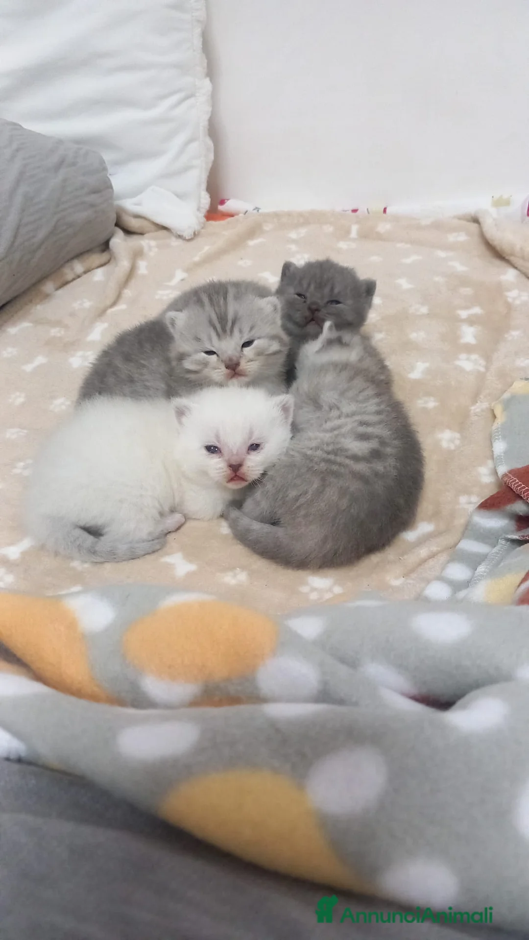 Scottish gatti in vendita: Cuccioli scottish fold e straight  - Annuncio 2