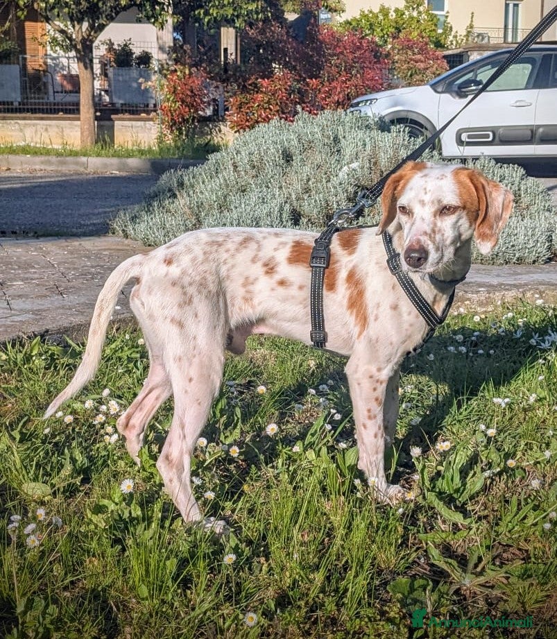 Setter Inglese cani Cucciolone incrocio Setter Inglese Breton a Metropolitan City of Rome Capital - Annuncio 1