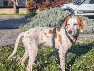Setter Inglese cani Cucciolone incrocio Setter Inglese Breton a Metropolitan City of Rome Capital - Annuncio 2