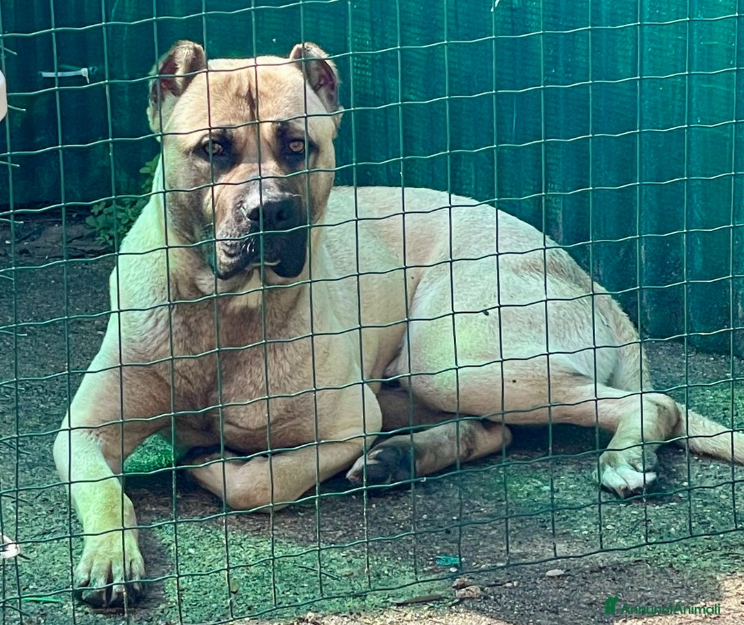 Cane Corso cani in vendita: Cuccioli di Cane Corso D Élite  - Annuncio 9