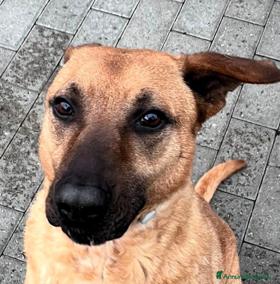 Meticcio cani in regalo: ARGO LUPETTO - Annuncio 9