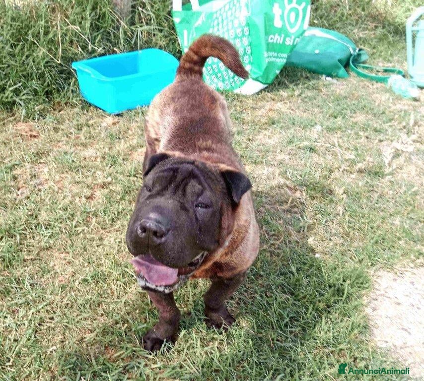 Shar Pei cani SHALPETTA_ cucciolona di  shar pei in adozione a Provincia di Latina - Annuncio 2