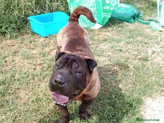Shar Pei cani SHALPETTA_ cucciolona di shar pei in adozione a Provincia di Latina - Annuncio 1