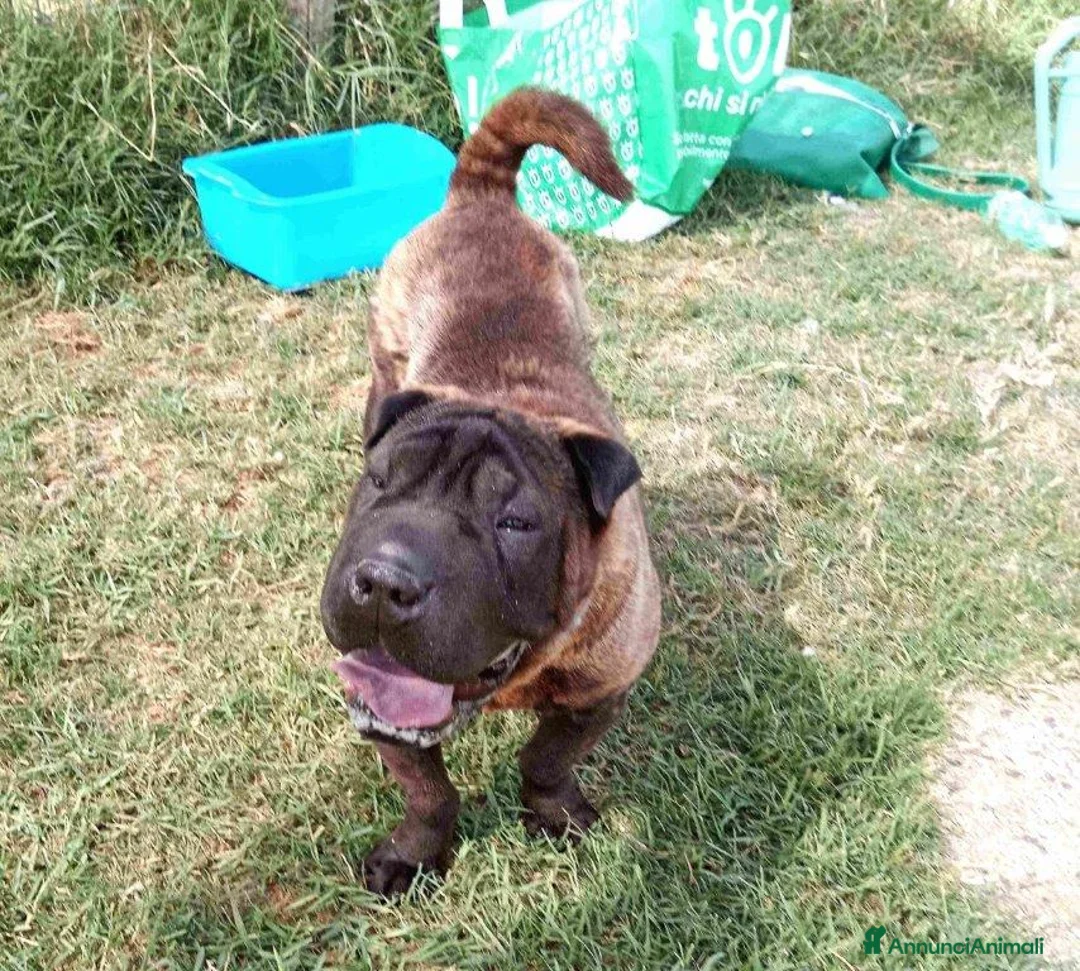 Shar Pei cani in regalo: SHALPETTA_ cucciolona di  shar pei in adozione a Provincia di Latina - Annuncio 1
