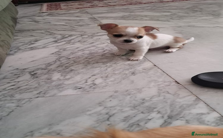 Chihuahua cani a Città metropolitana di Roma Capitale - Annuncio 17