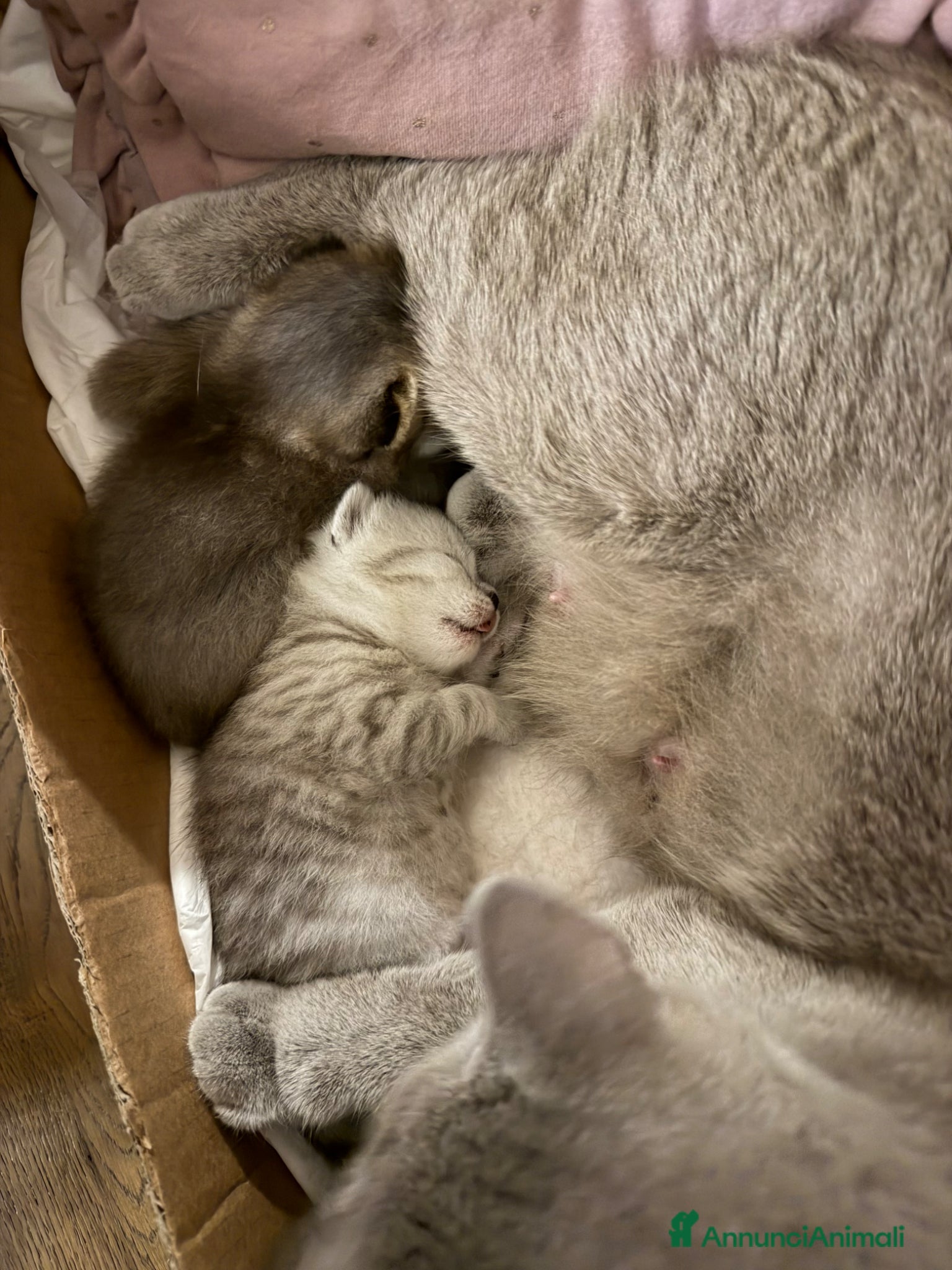 Scottish gatti Disponibili cuccioli di scottish fold e straight - Annuncio 5