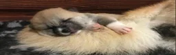 Akita Inu cani in vendita: ULTIMO CUCCIOLO DI AKITA DISPONIBILE  - Annuncio 7