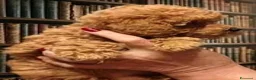 Barboncino Toy cani in vendita: Cuccioli Barboncino - Annuncio 5
