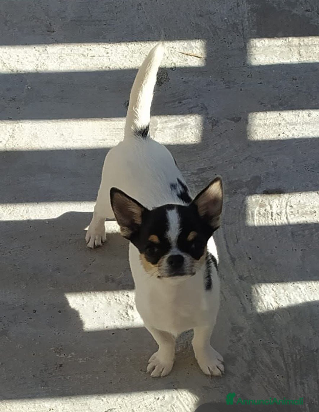 Chihuahua cani in vendita: Maschio di un anno e mezzo  - Annuncio 5