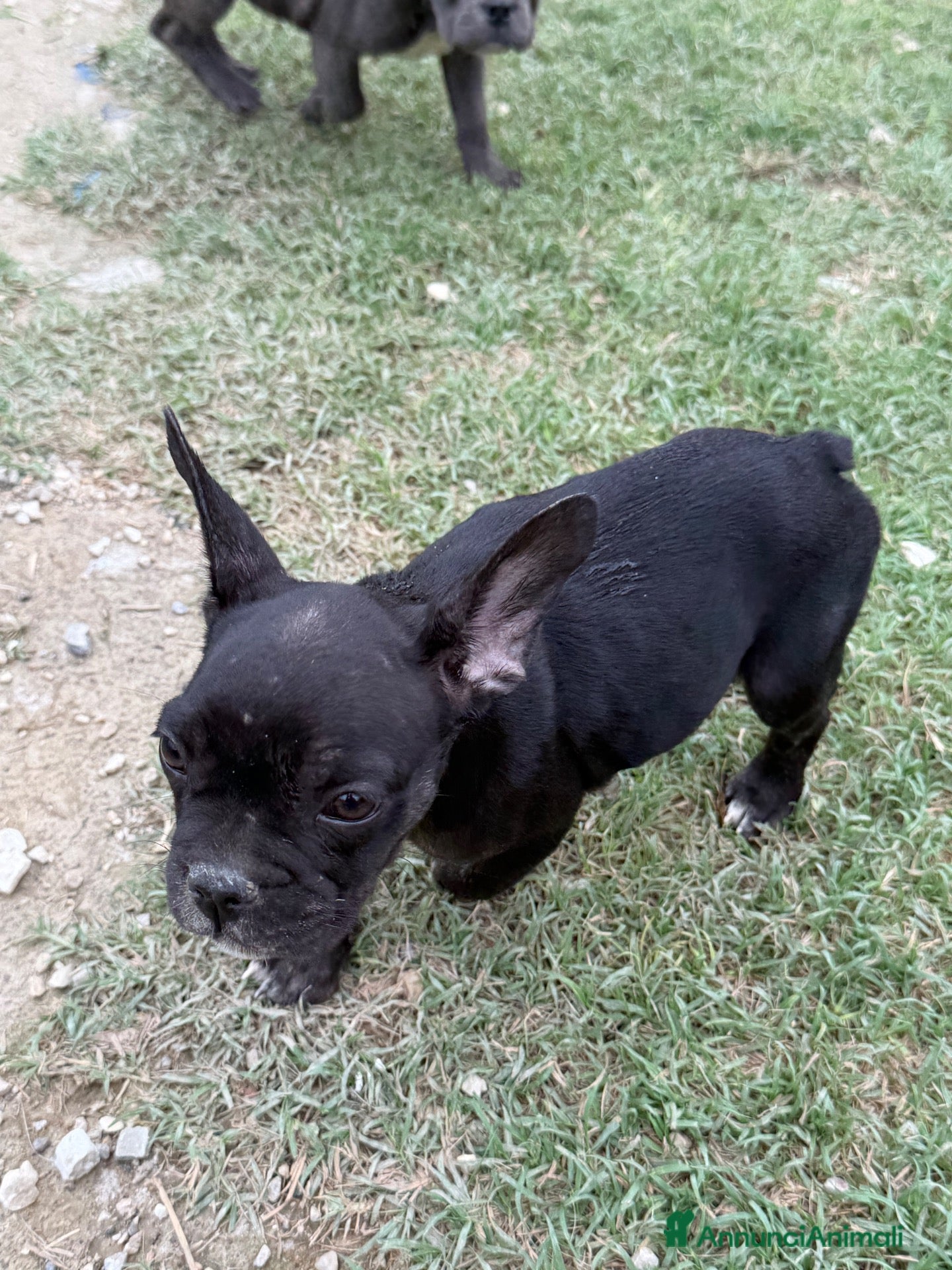Bulldog Francese cani Bulldog francese - Annuncio 1