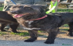 Meticcio cani in regalo: 2 fratelli mix Spinoni adulti salvati da 1lagerSUD a Città metropolitana di Milano - Immagine 4