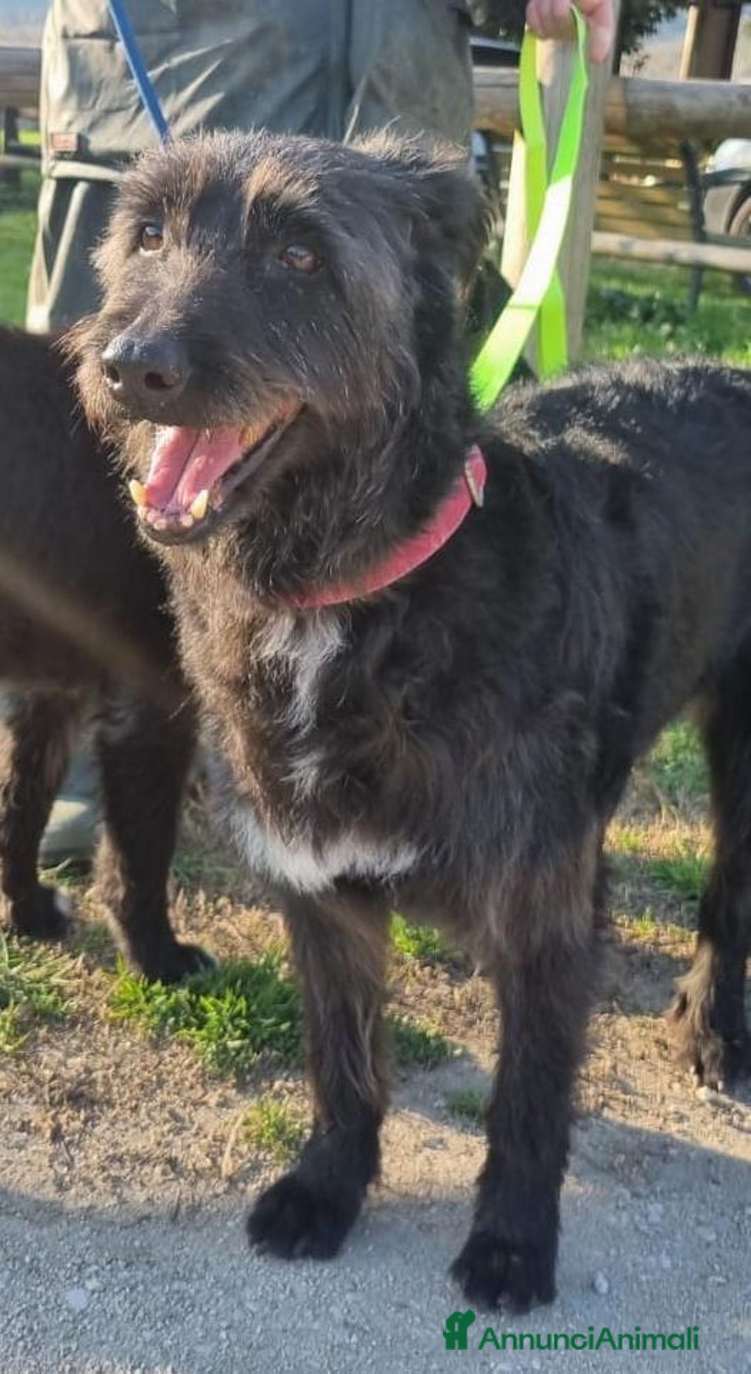 Meticcio cani in regalo: 2 fratelli mix Spinoni adulti salvati da 1lagerSUD a Città metropolitana di Milano - Immagine 4