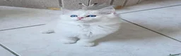Ragdoll gatti in vendita: Cuccioli Ragdolls con pedigree  - Annuncio 3