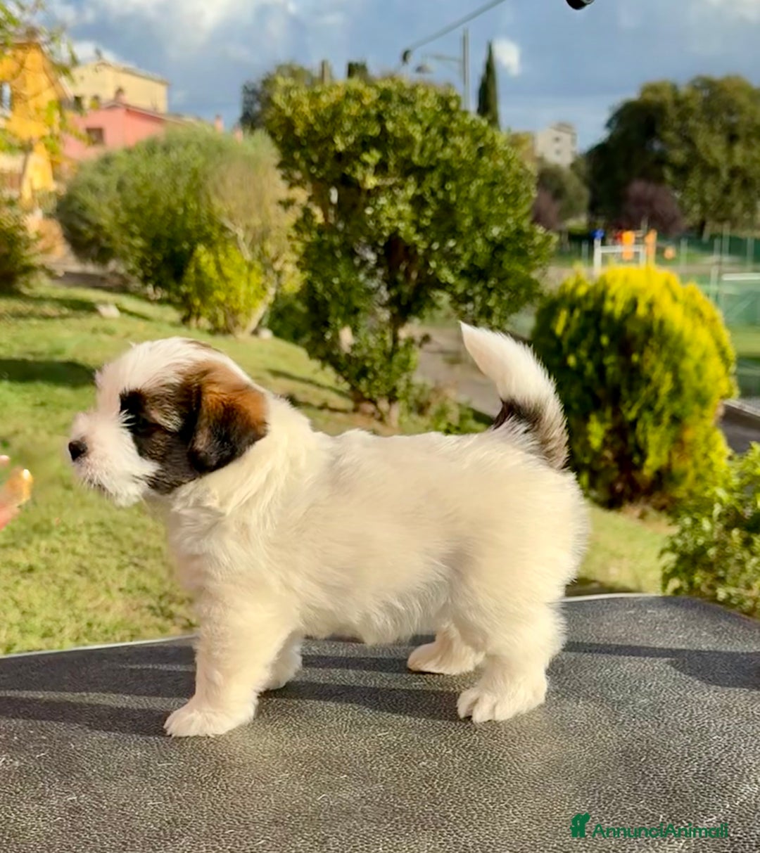 Jack Russell cani in vendita: Jack Russell pelo ruvido - Annuncio 5