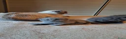 Scottish gatti in vendita: Gattini, cuccioli Scottish è British  - Annuncio 14