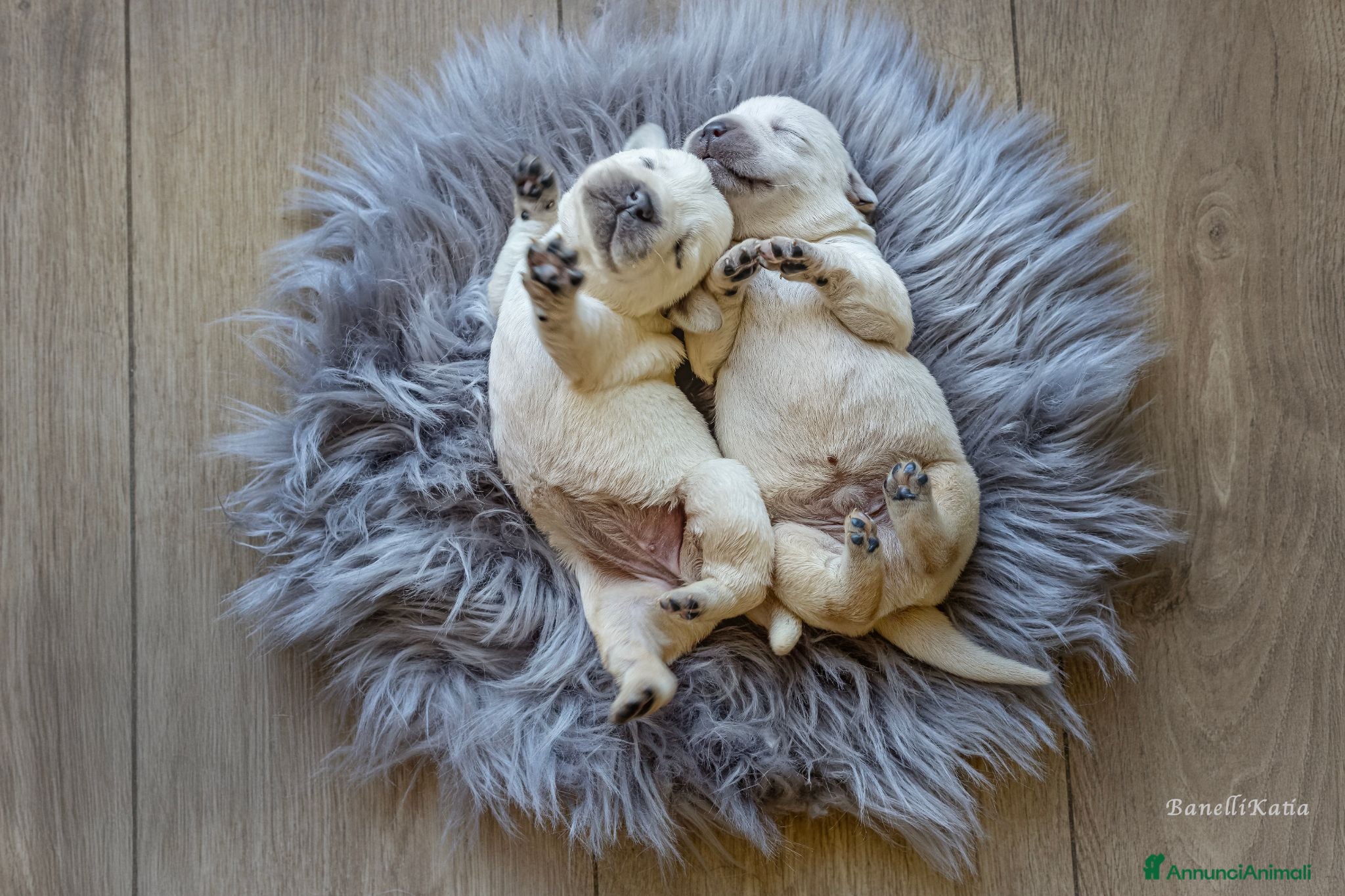 Labrador cani in vendita: cuccioli di labrador  - Annuncio 1