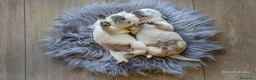 Labrador cani in vendita: cuccioli di labrador  a Provincia di Perugia - Annuncio 1