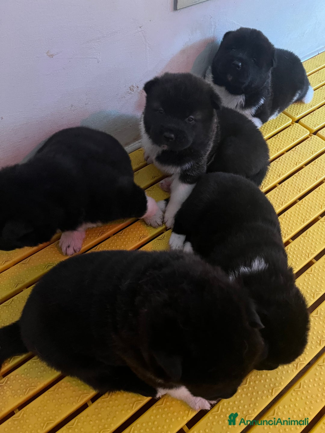 Akita Americano cani in vendita: Cuccioli di Akita Americano  - Annuncio 7