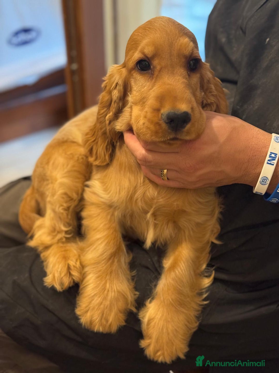 Cocker cani in vendita: Cucciola Femmina Cocker Spanile Inglese  - Annuncio 6