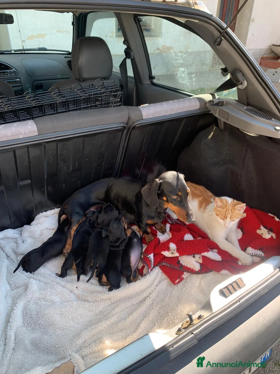 Bassotto cani in vendita: Bassotti cresciuti in fattoria - Annuncio 2