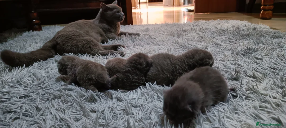 British gatti in vendita: Adorabili cuccioli british  - Annuncio 11