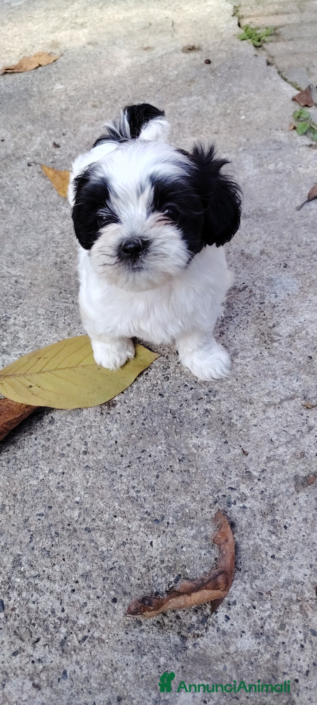 Meticcio cani in vendita: 2 femmine e 2 maschi - Annuncio 3